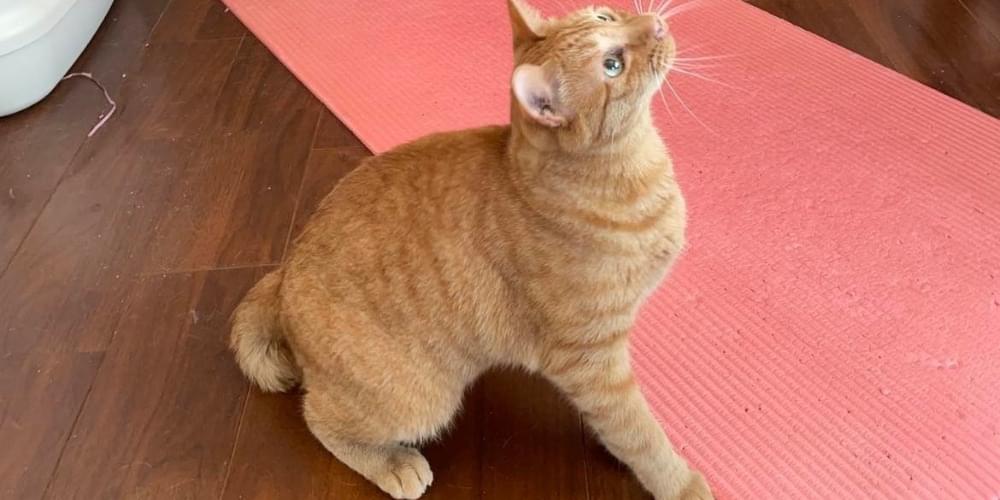 しっぽがふたつに折れたような鍵しっぽの茶トラを探しています。