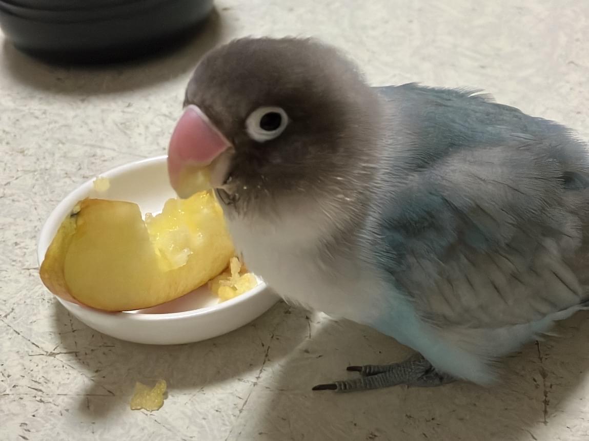 あおいちゃん