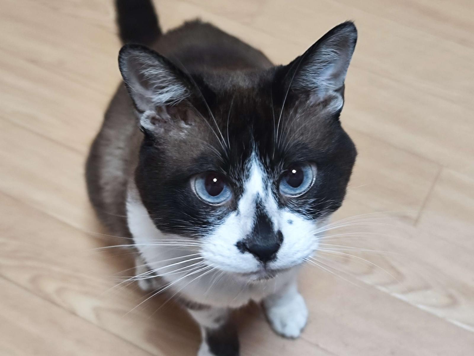 シャムちゃん シャムちゃん