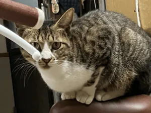 キジ白ハチワレ猫でかぎしっぽな猫を探してます