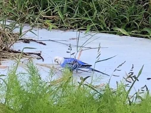 目撃された鳥 目撃された鳥