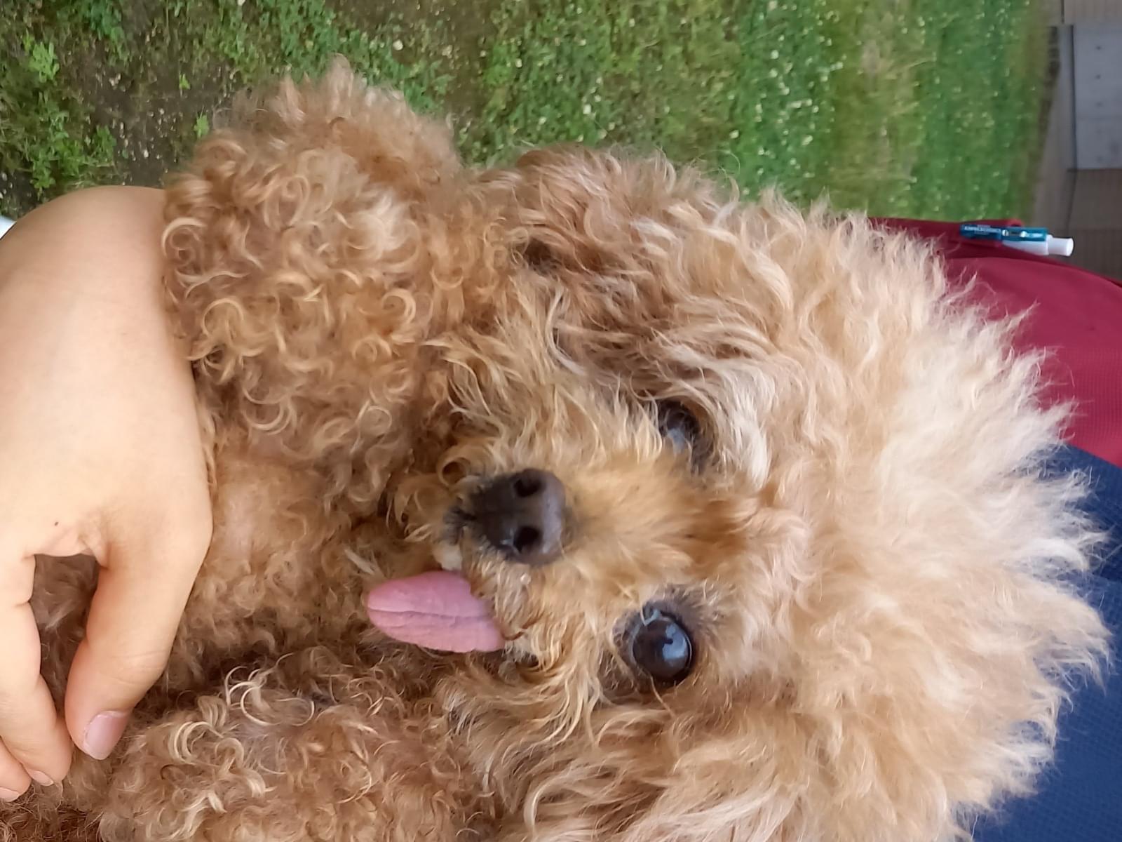 保護された犬 保護された犬