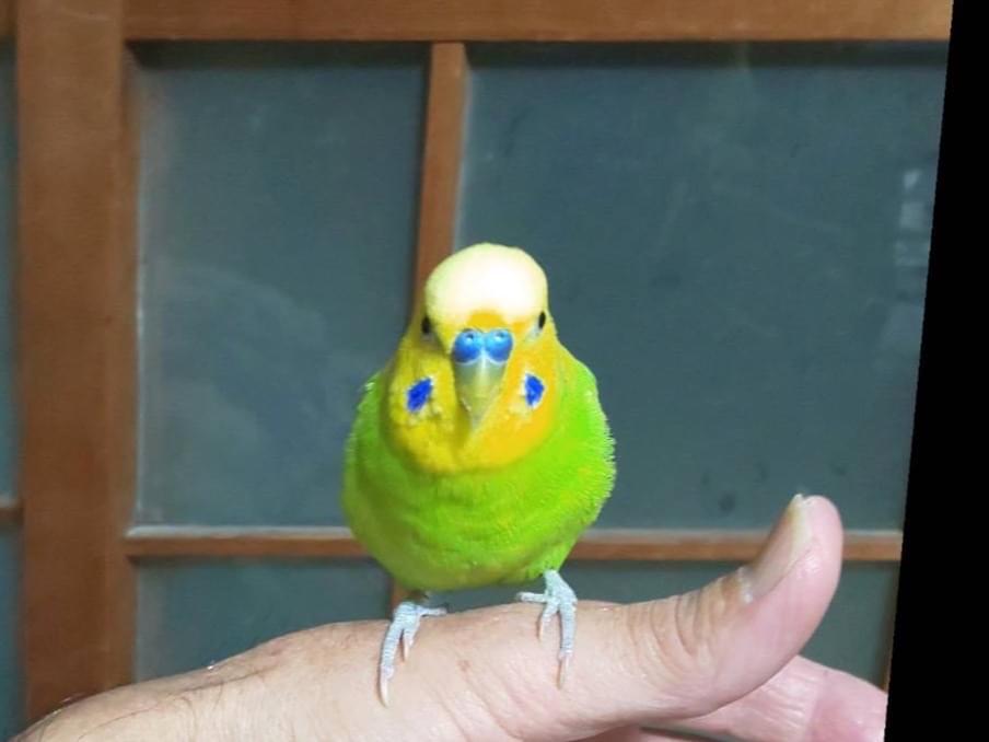 ペコちゃん ペコちゃん