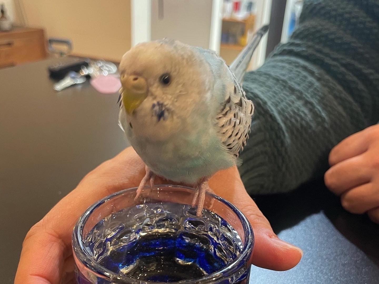 保護された鳥 保護された鳥