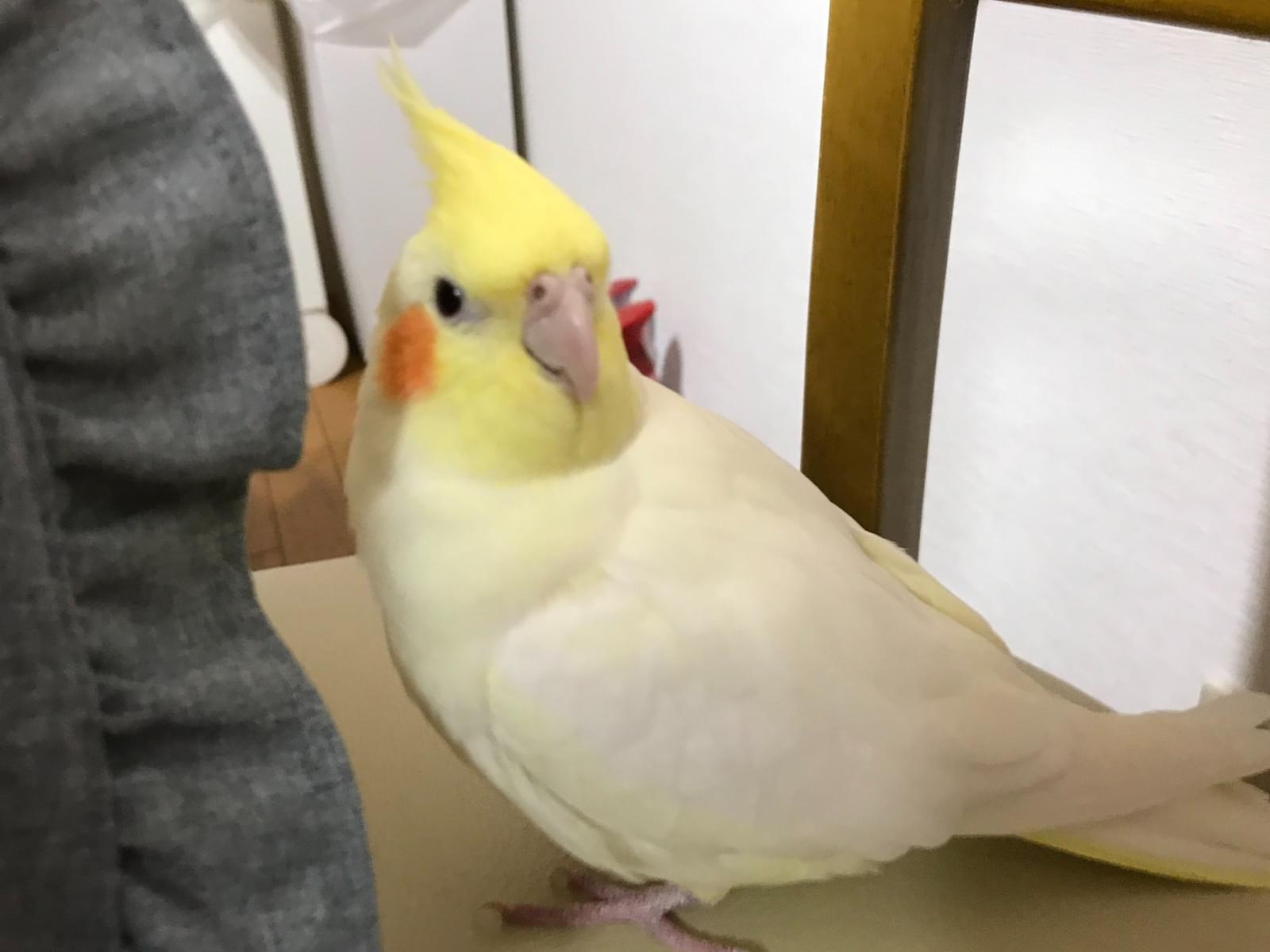 ききゅちゃん ききゅちゃん