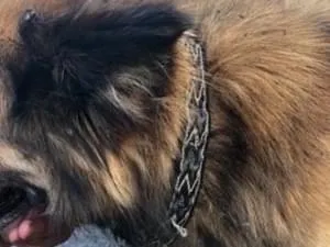 常総市石下の河川敷で迷子犬を2匹目撃しました