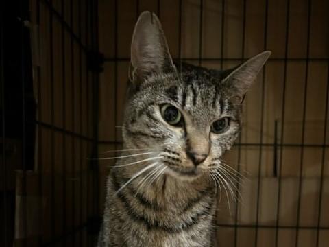 保護された猫 保護された猫