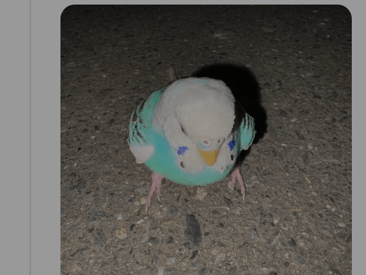 保護された鳥