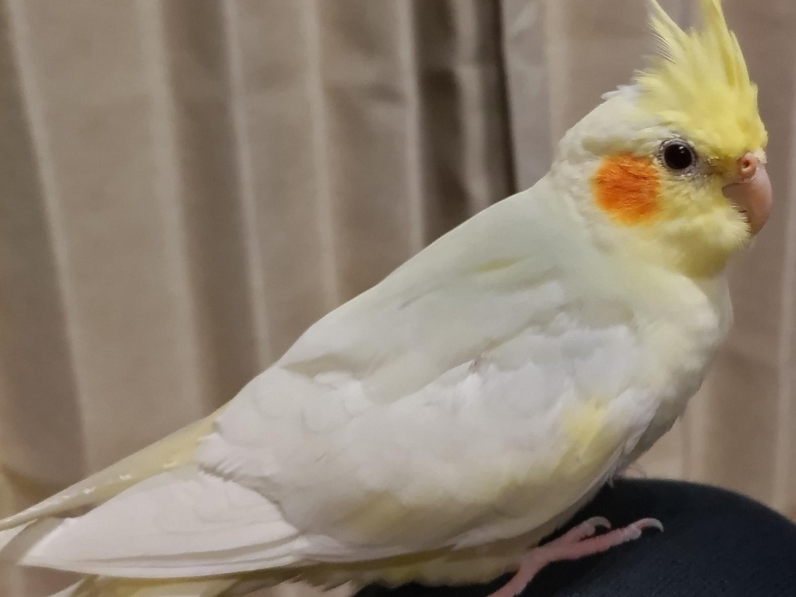ぴっぽちゃん ぴっぽちゃん