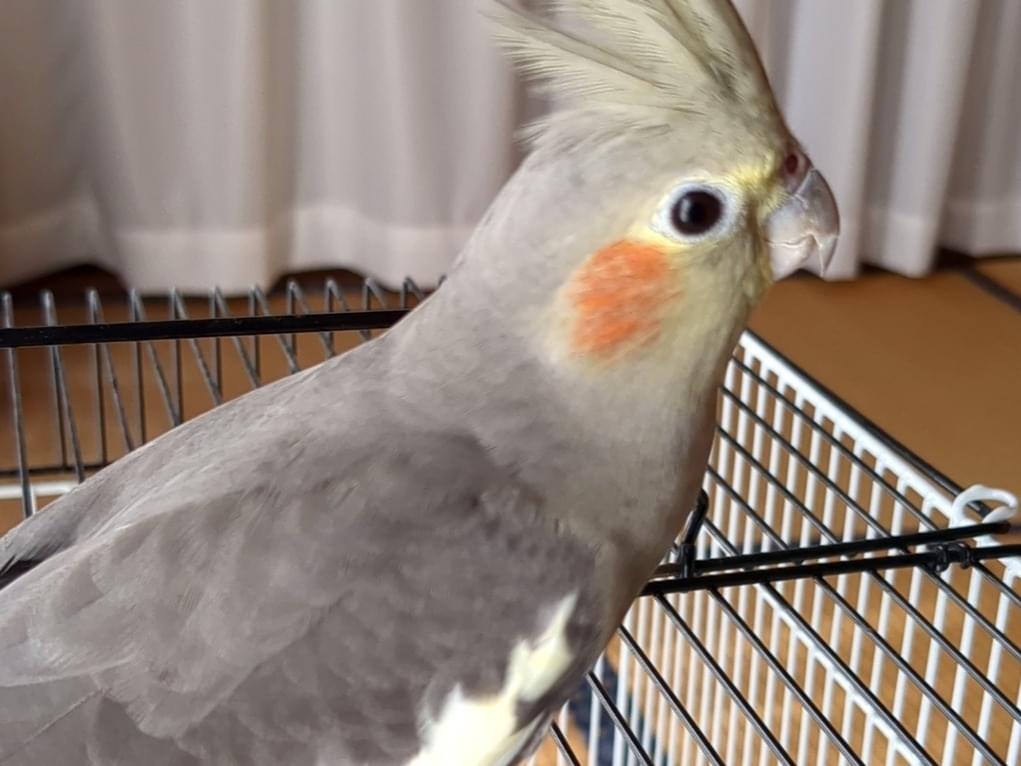 ごまちゃん ごまちゃん