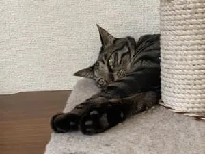 全国の迷子の猫 (1934件)