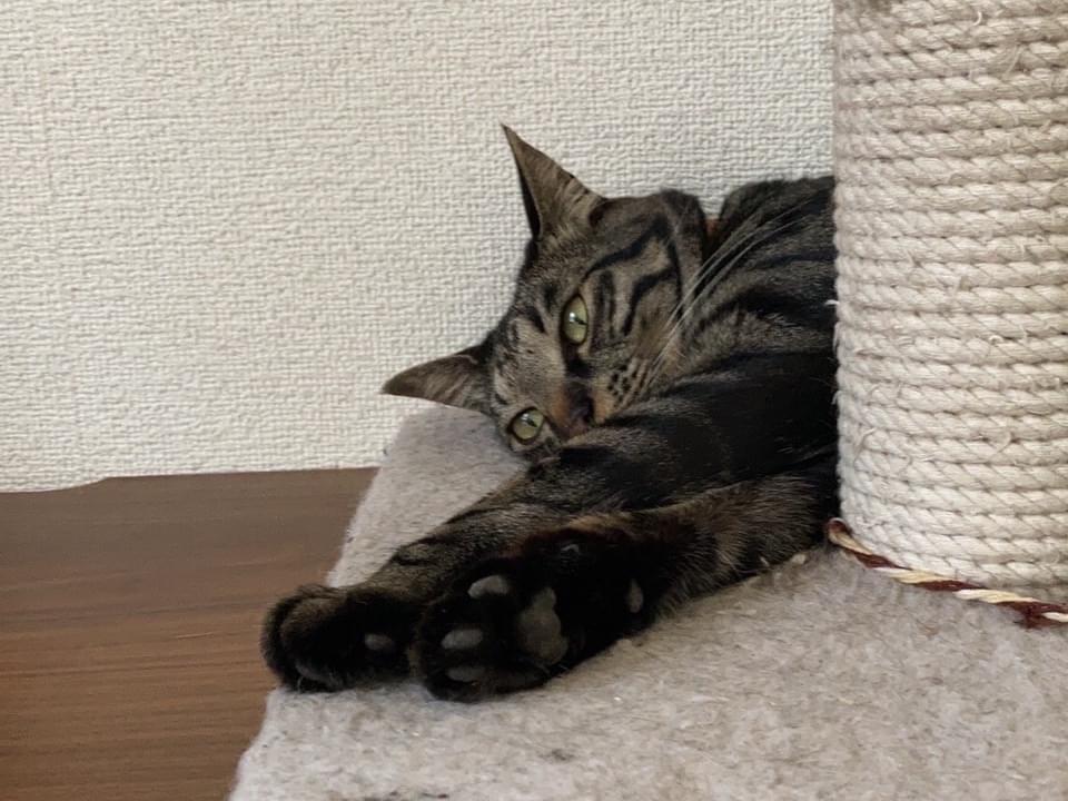 すさのおちゃん すさのおちゃん