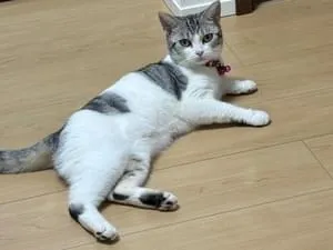 サバ白の猫(メス)を探しています
