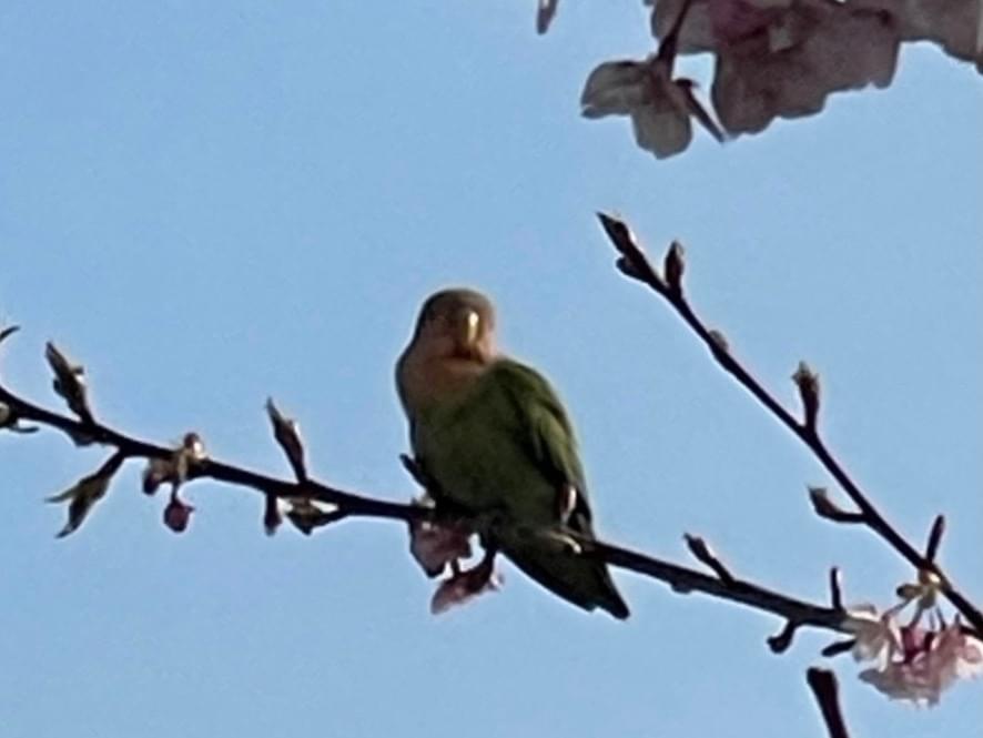目撃された鳥 目撃された鳥