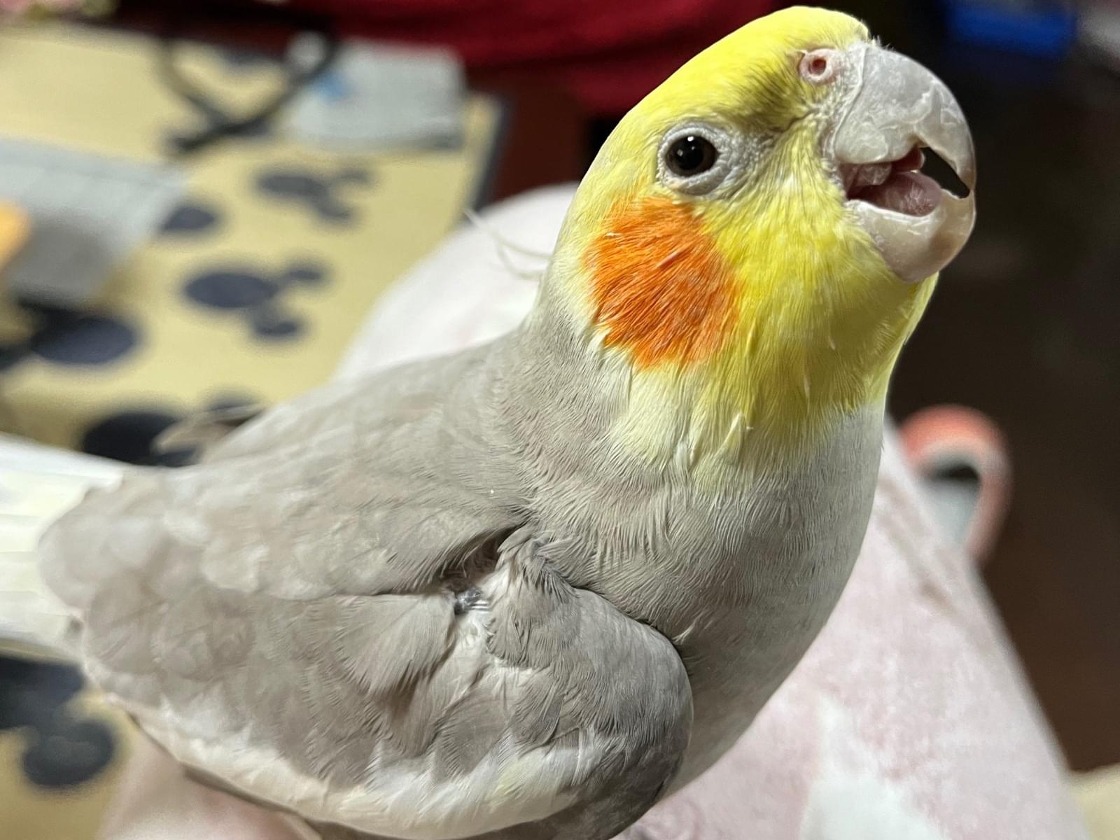 オカメインコ ムーちゃん オカメインコ ムーちゃん
