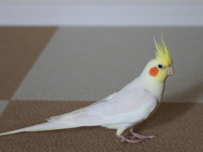 ソラちゃん ソラちゃん