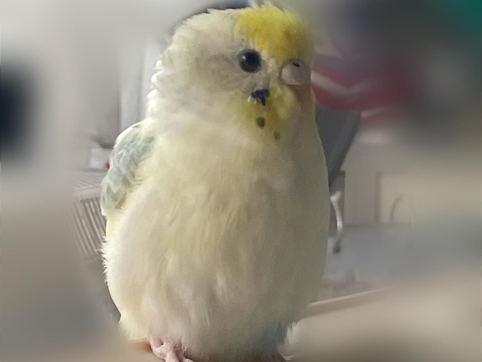 ミルクちゃん ミルクちゃん