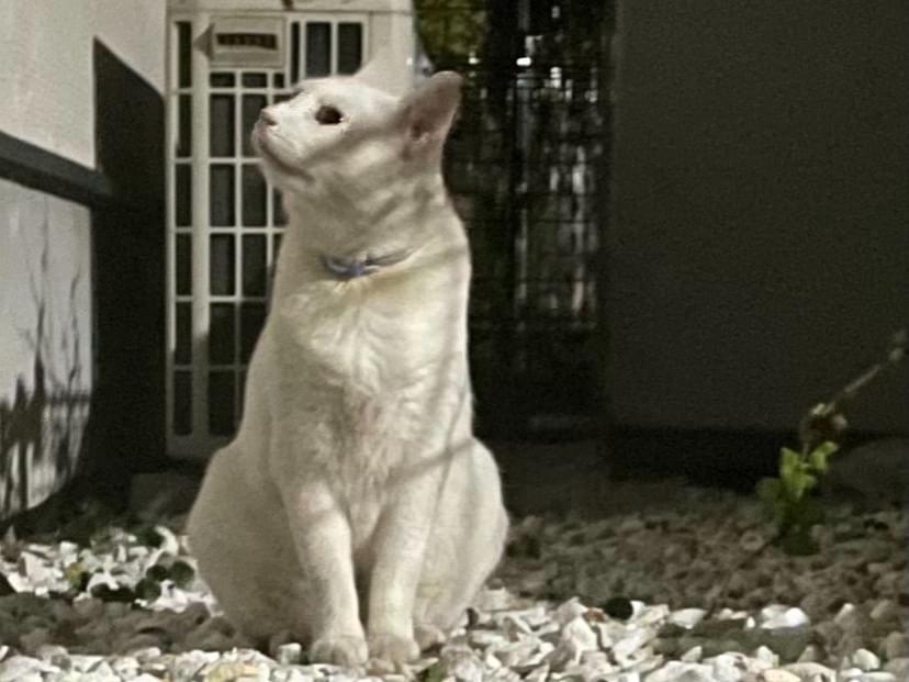 目撃された猫 目撃された猫