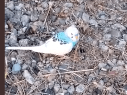 目撃された鳥 目撃された鳥