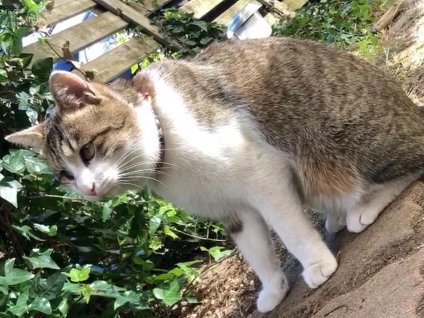 にゃーくんちゃん にゃーくんちゃん