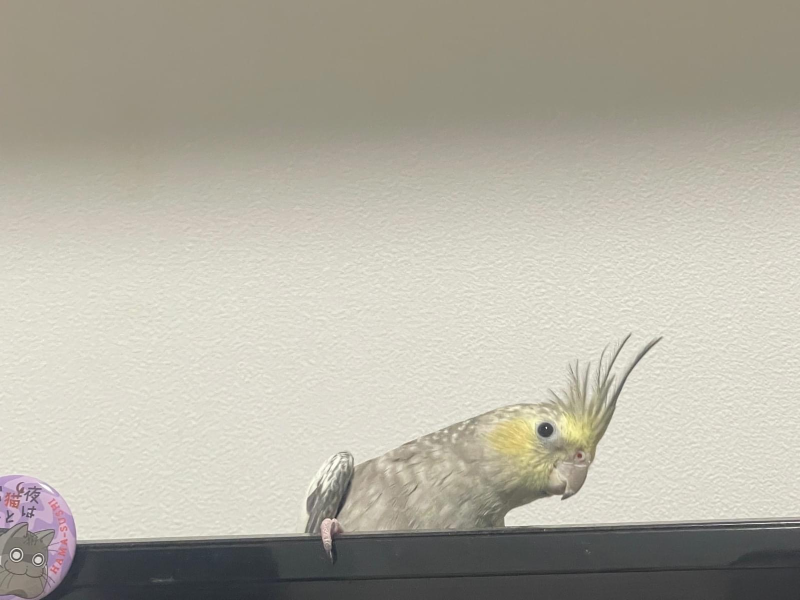 きなこちゃん きなこちゃん