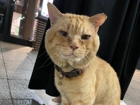目撃された猫 目撃された猫
