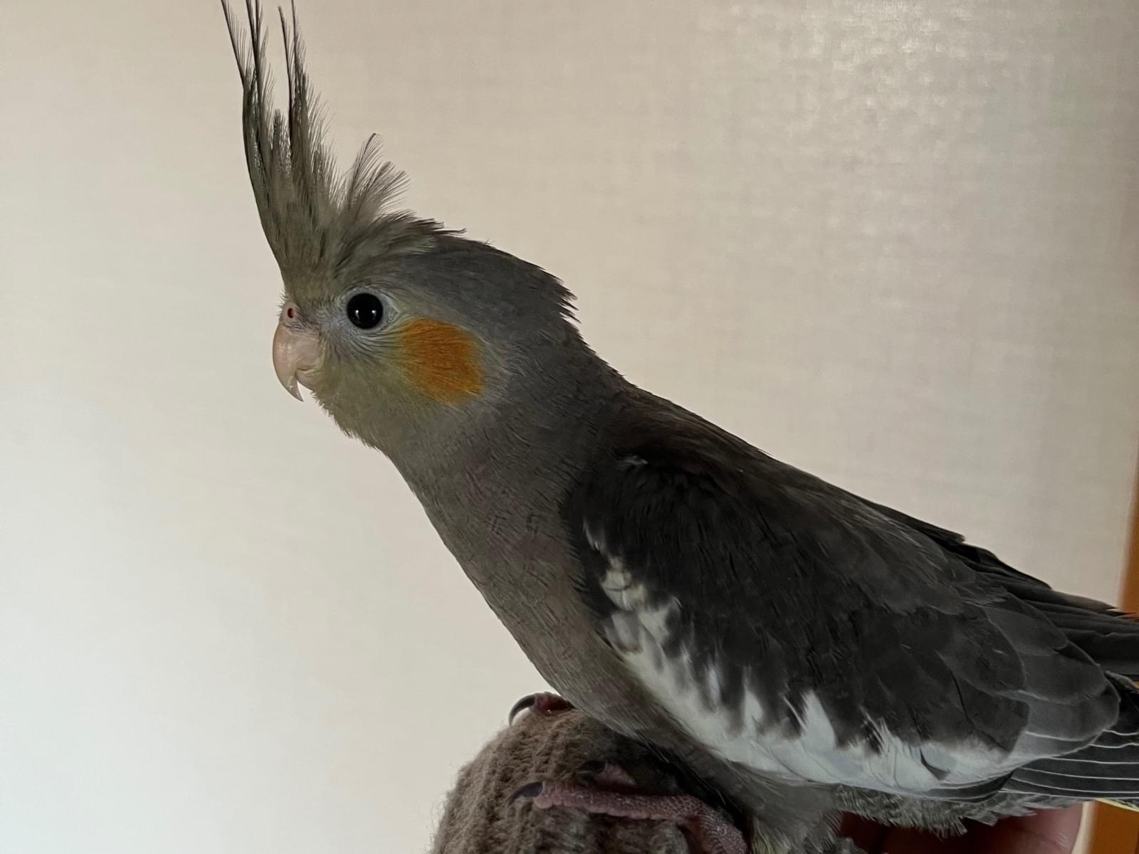 ショウちゃん ショウちゃん