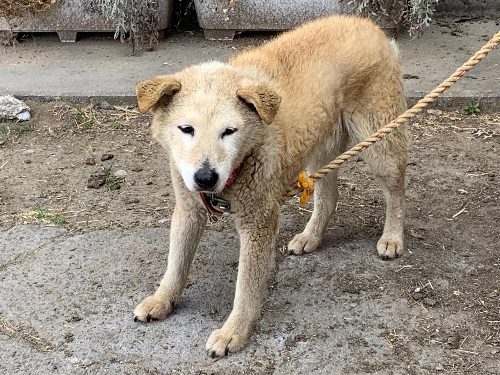保護された犬 保護された犬