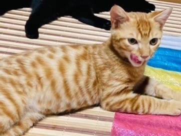 茶トラちゃん 茶トラちゃん