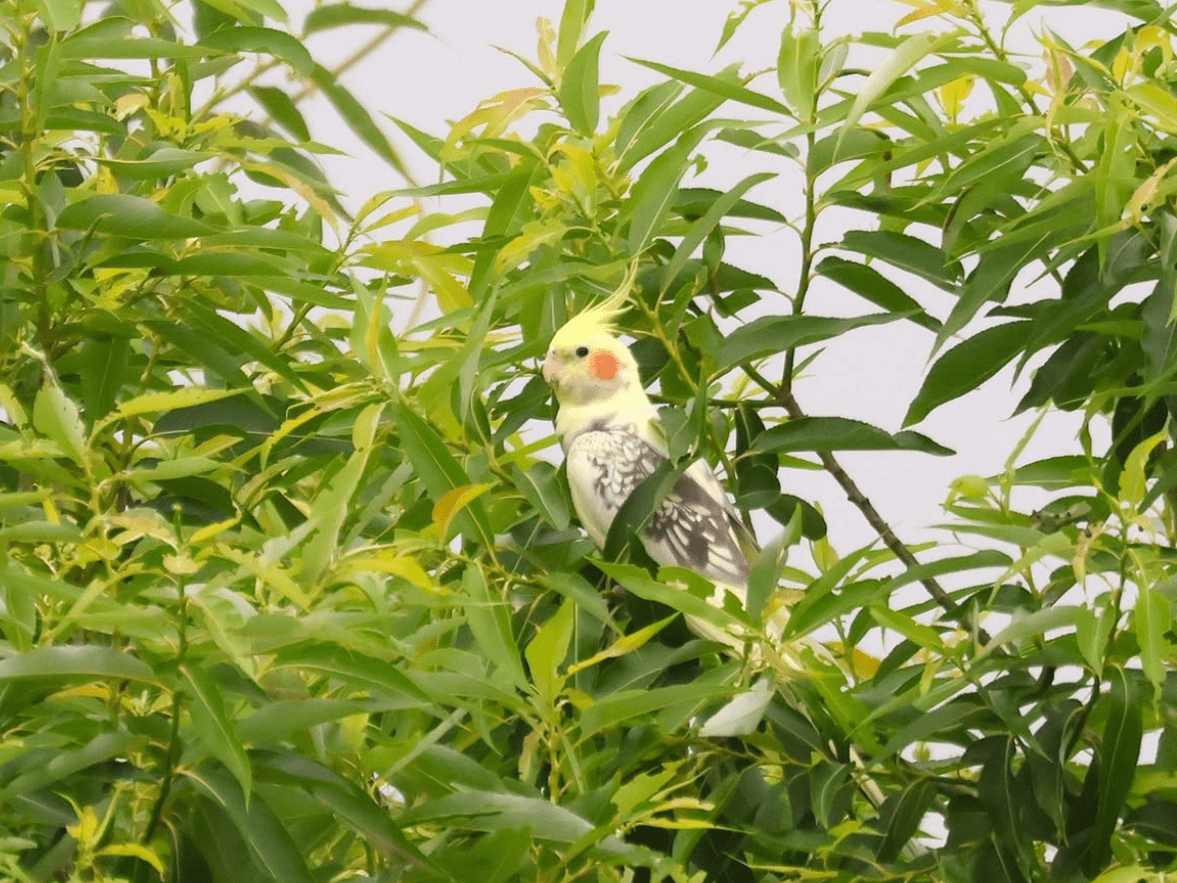 目撃された鳥 目撃された鳥