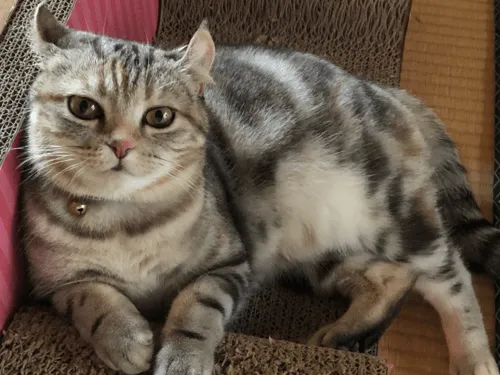アメリカンカールの猫を探しています