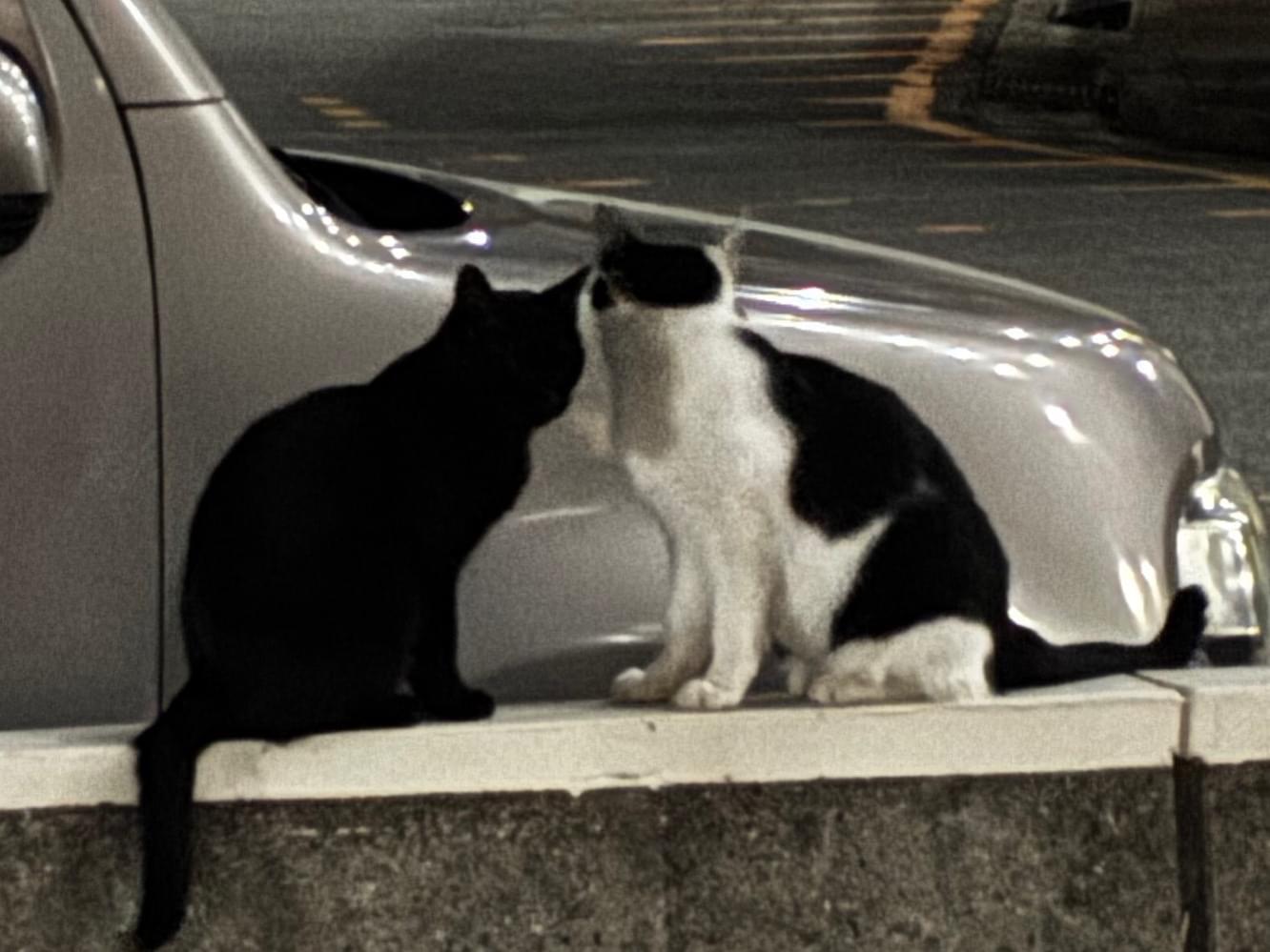 目撃された猫