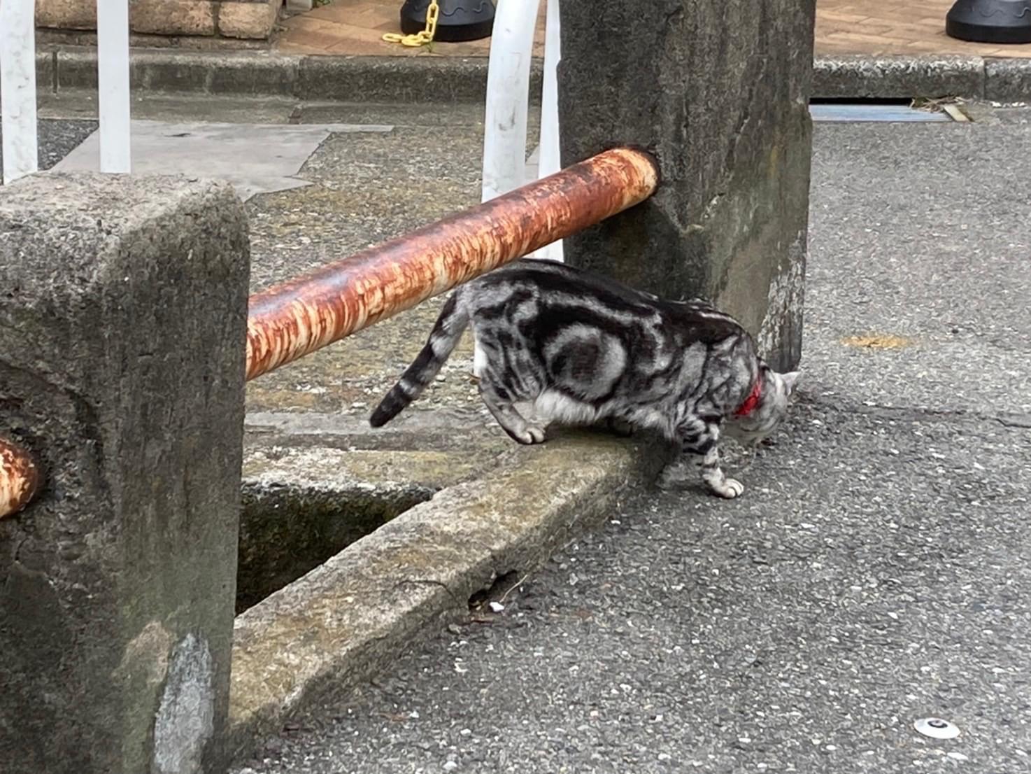 目撃された猫 目撃された猫