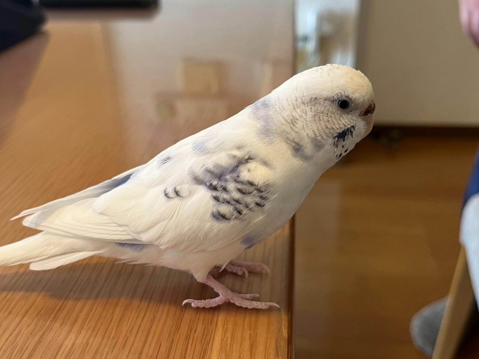 Qちゃん Qちゃん