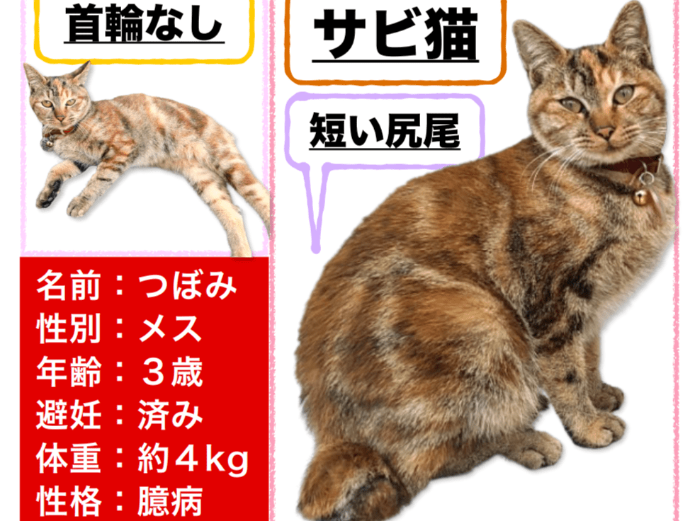 つぼみちゃん つぼみちゃん