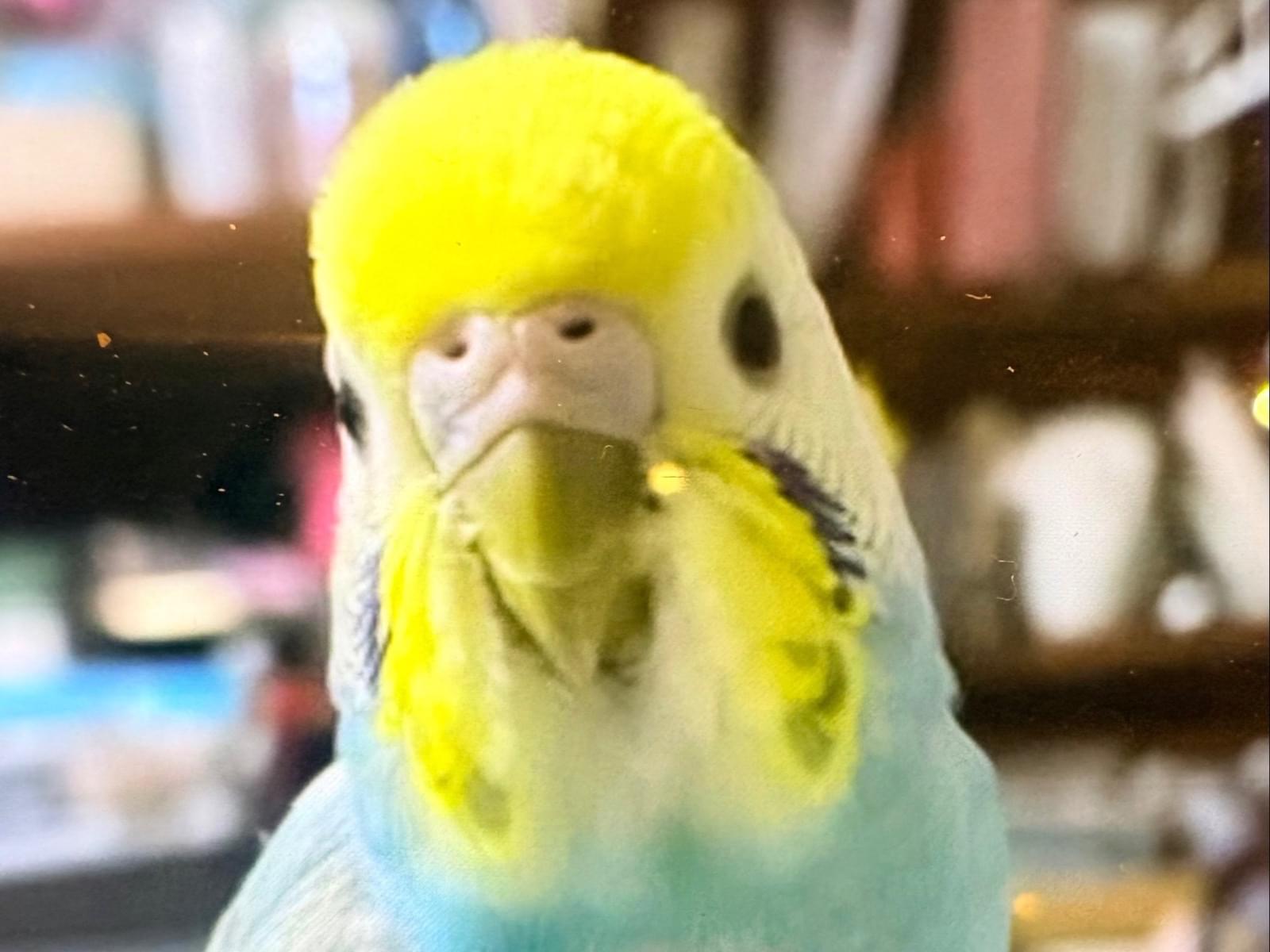 ルルちゃん