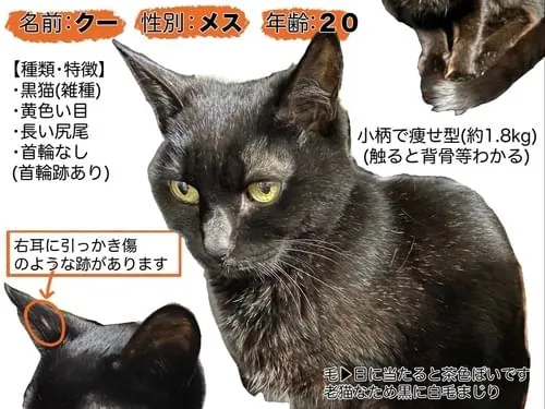 黒猫探しています
