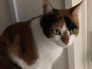 Amazon.co.jp: ニニアンドキノ パーフェクトペット (大サイズ
