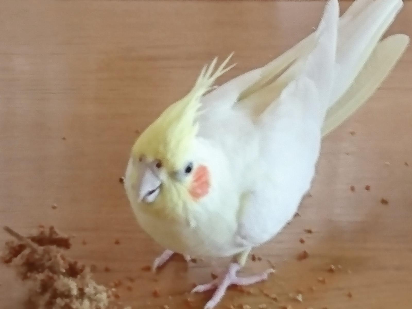 フクちゃん フクちゃん