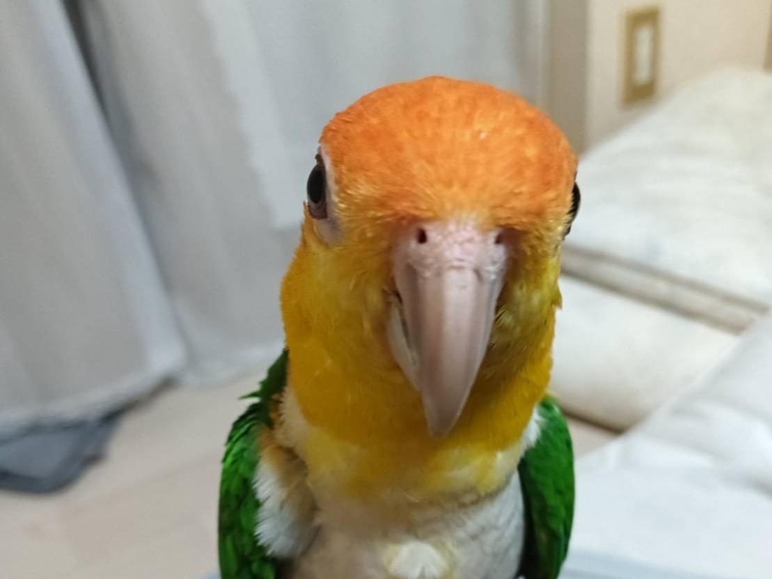 ポテトちゃん ポテトちゃん