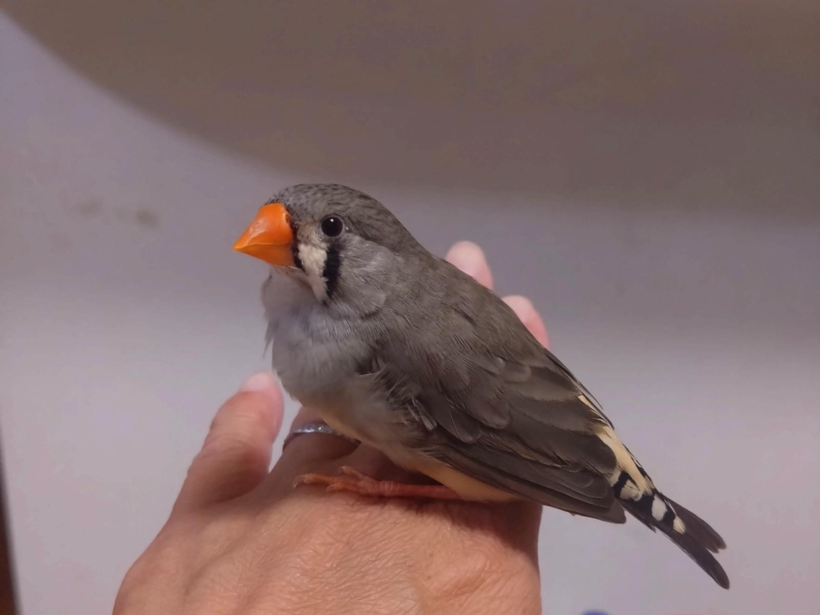 保護された鳥 保護された鳥
