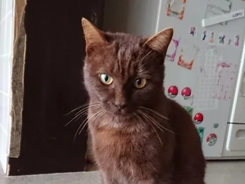 茶色一色の猫を探しています
