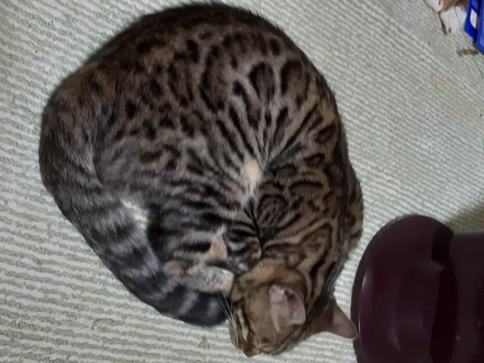 とらちゃん とらちゃん