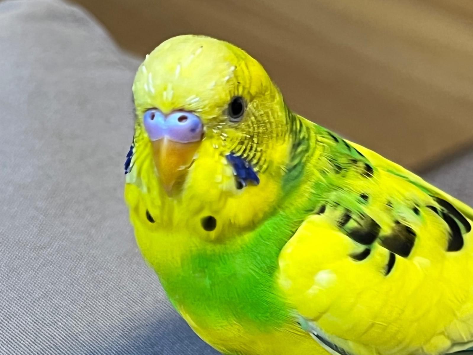 ピイちゃん ピイちゃん