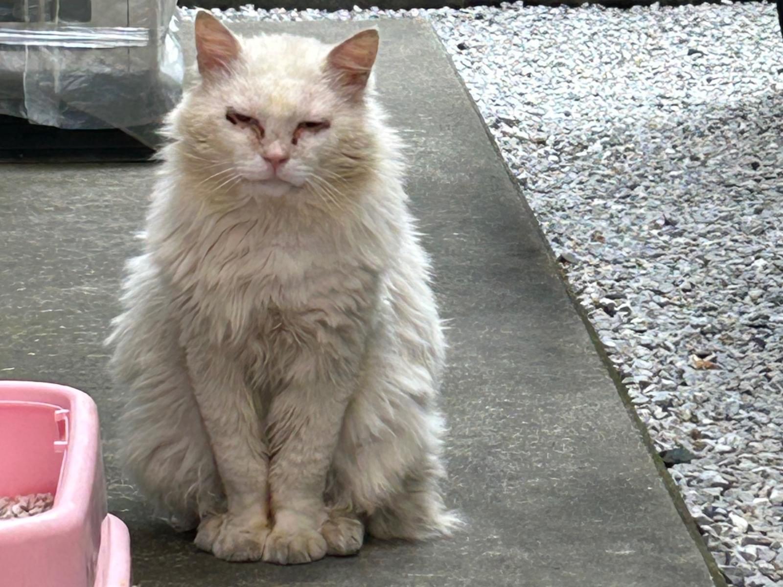 目撃された猫