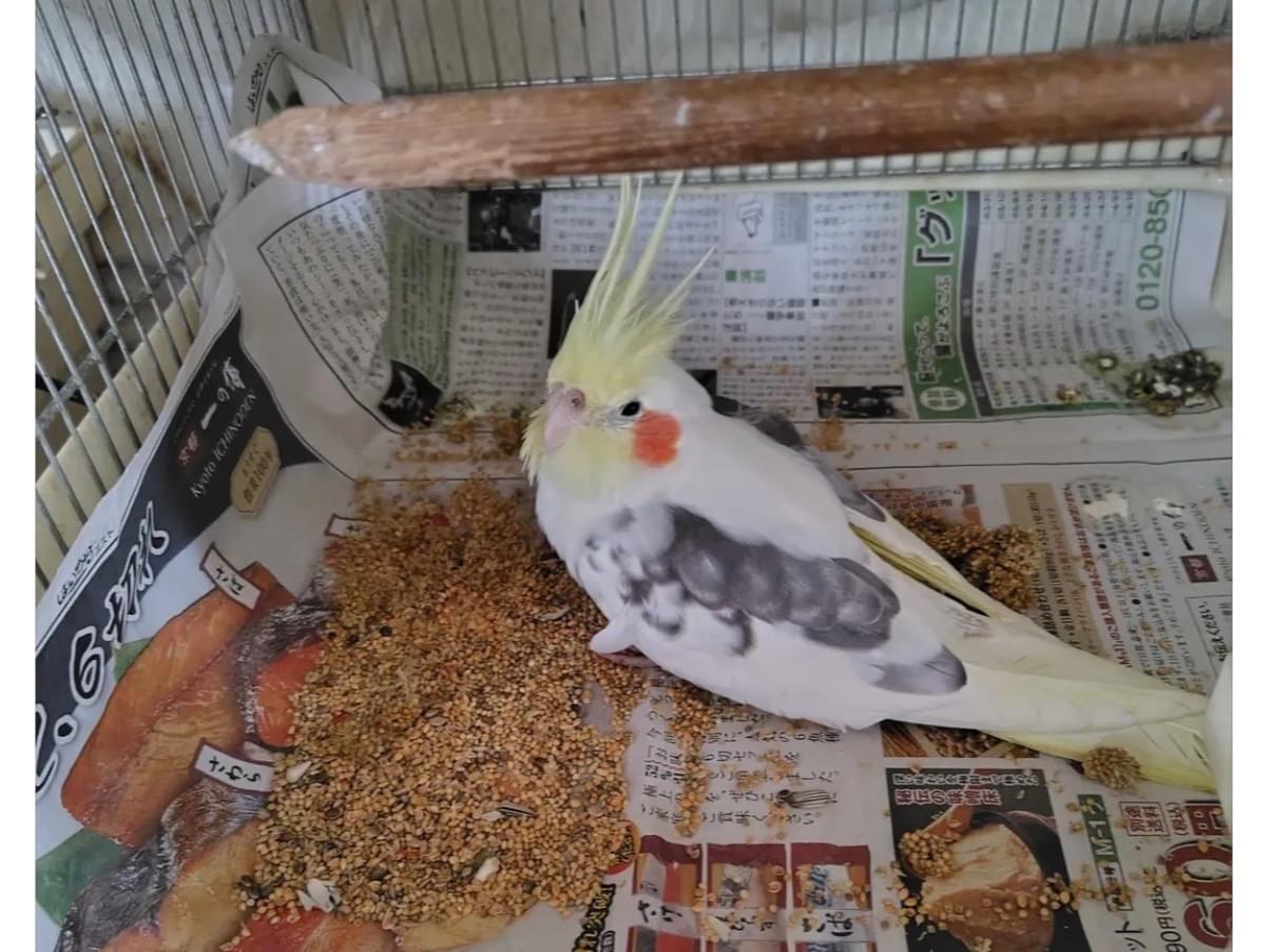 保護された鳥 保護された鳥