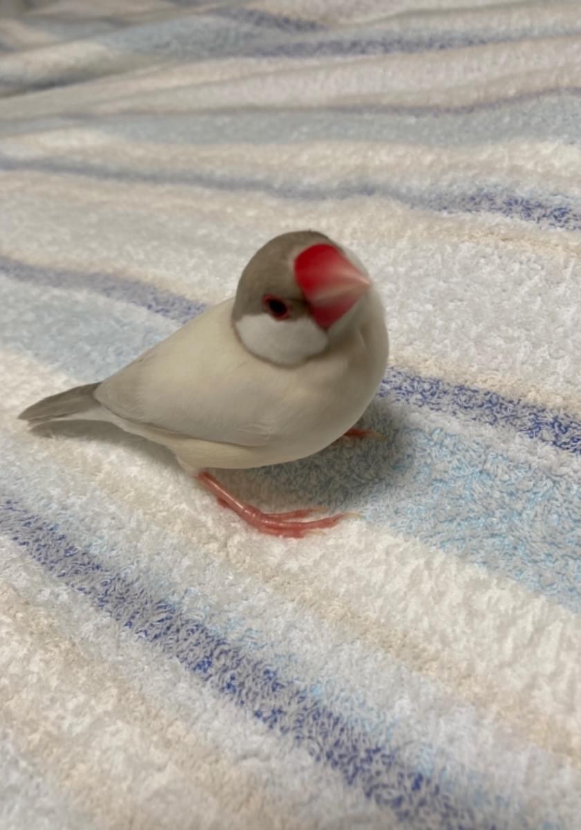 シルバーイノ文鳥を探しています シルバーイノ文鳥を探しています