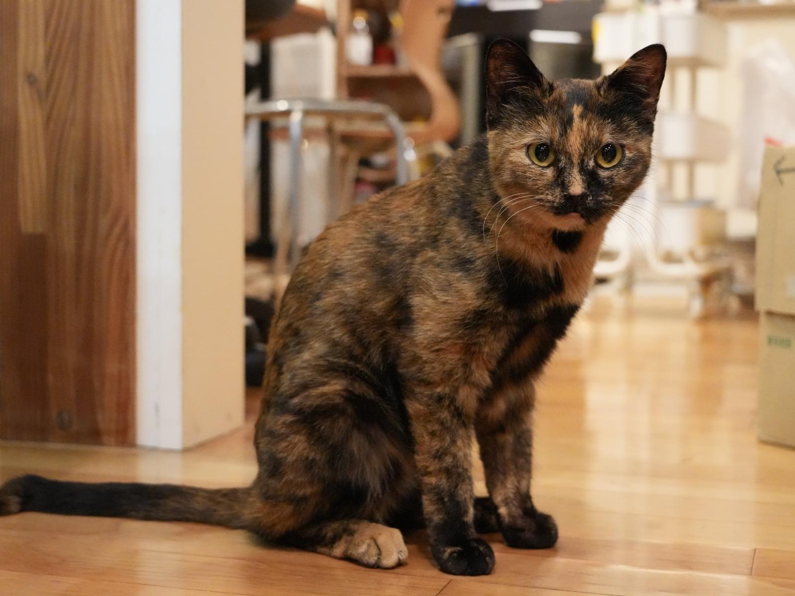 保護された猫 保護された猫