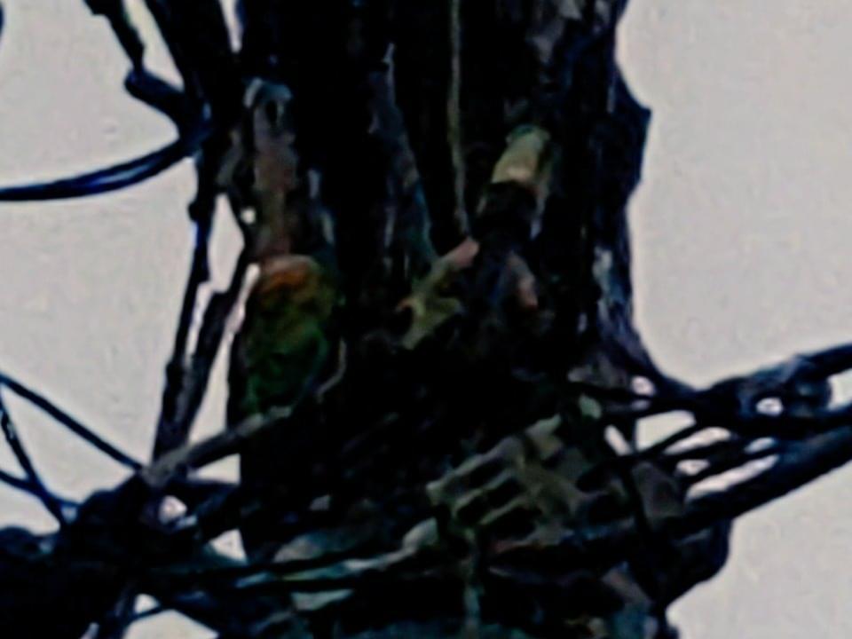 目撃された鳥 目撃された鳥