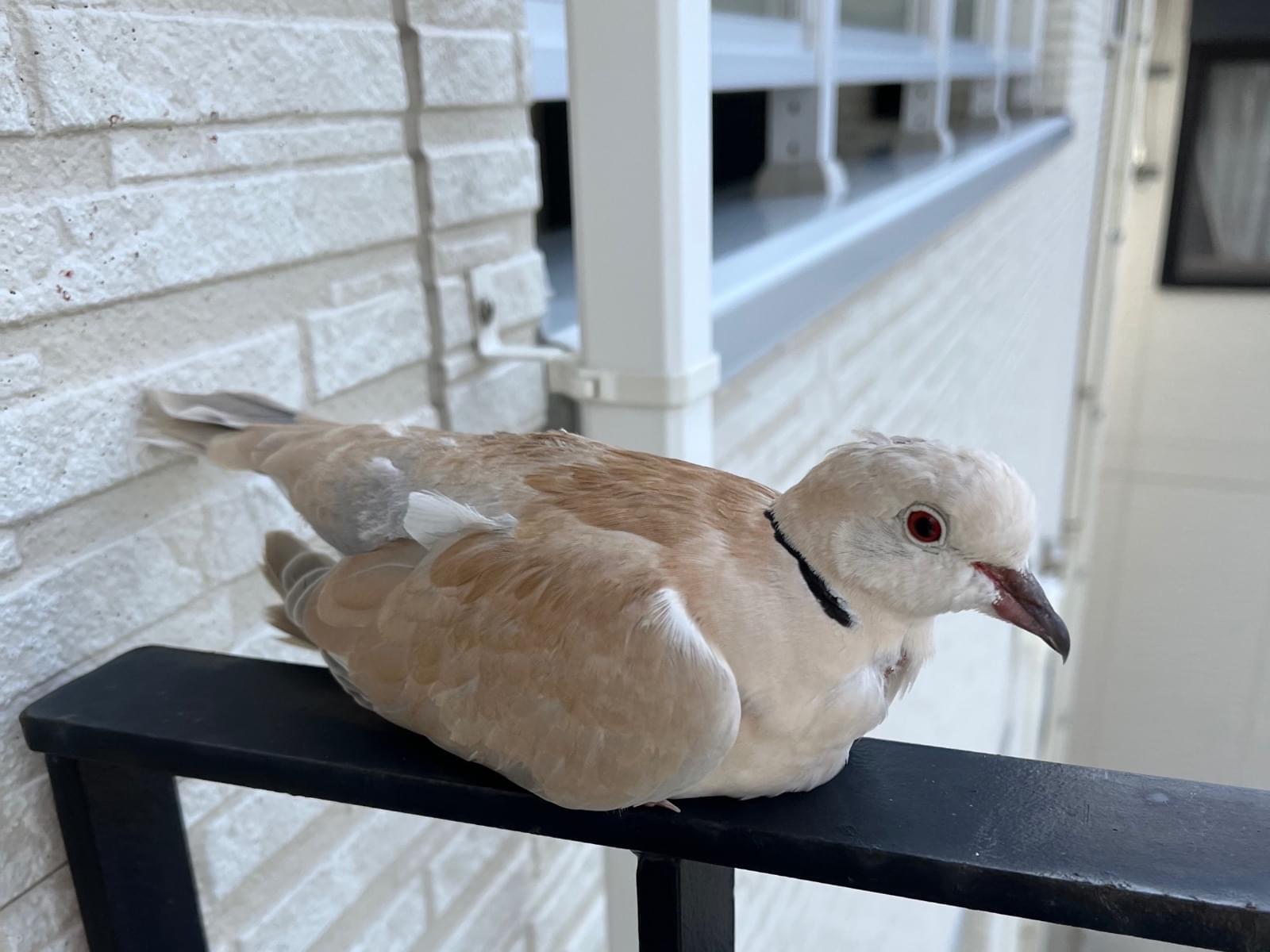 目撃された鳥 目撃された鳥